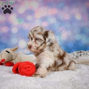 Lucy, Mini Goldendoodle Puppy
